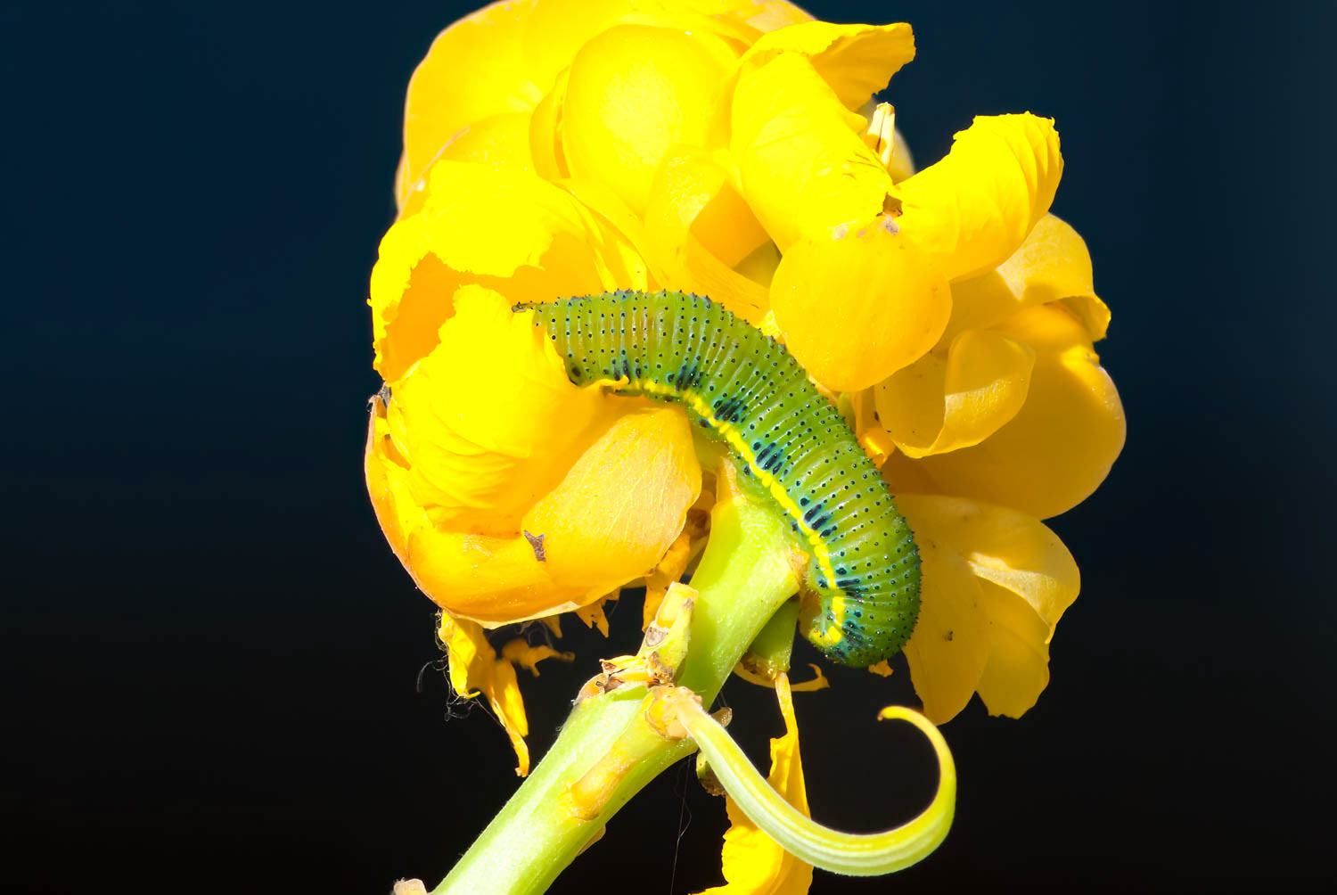 Cloudless Sulphur Caterpillar (Phoebis sennae)