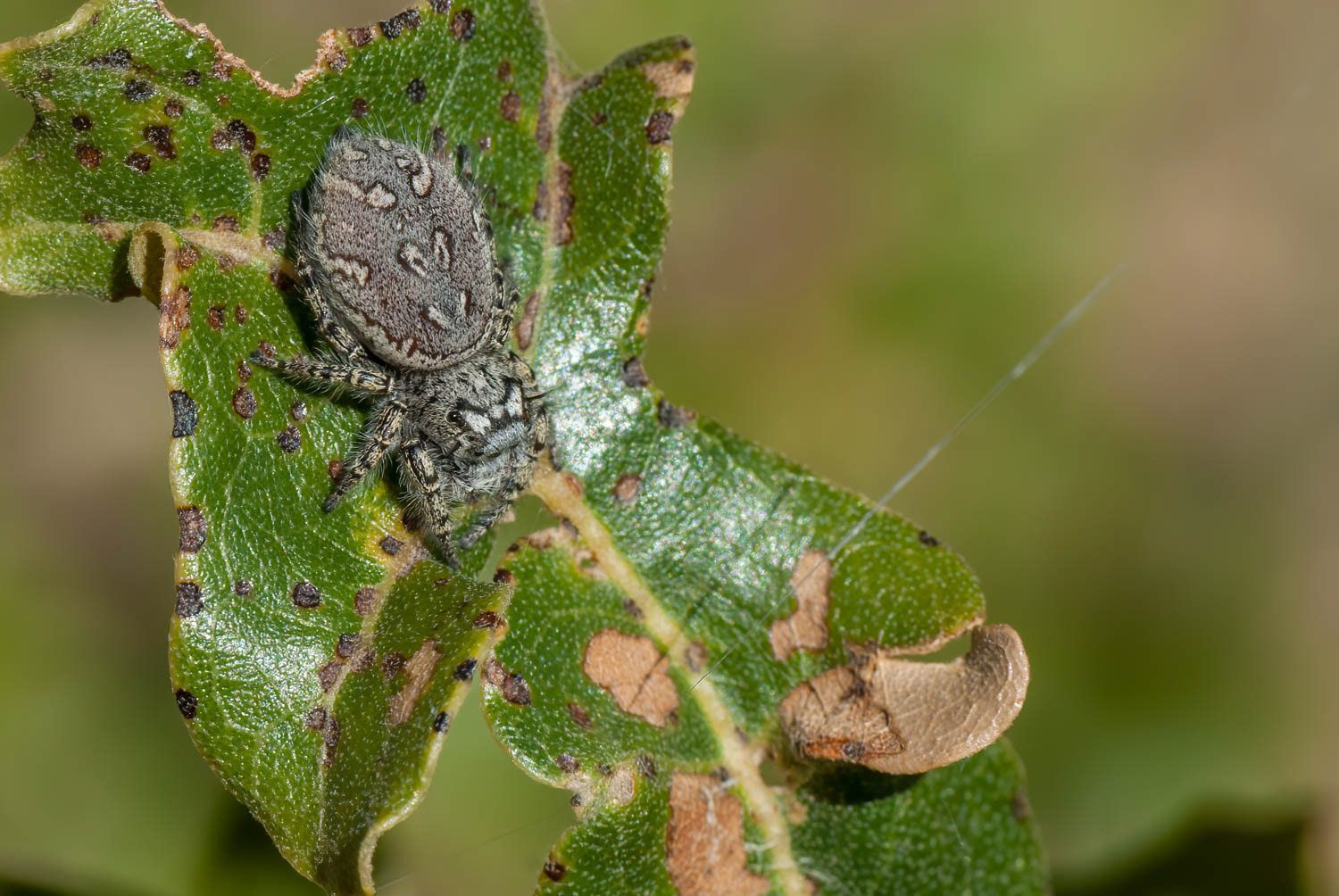 Jumping Spider (Phidippus mystaceus)