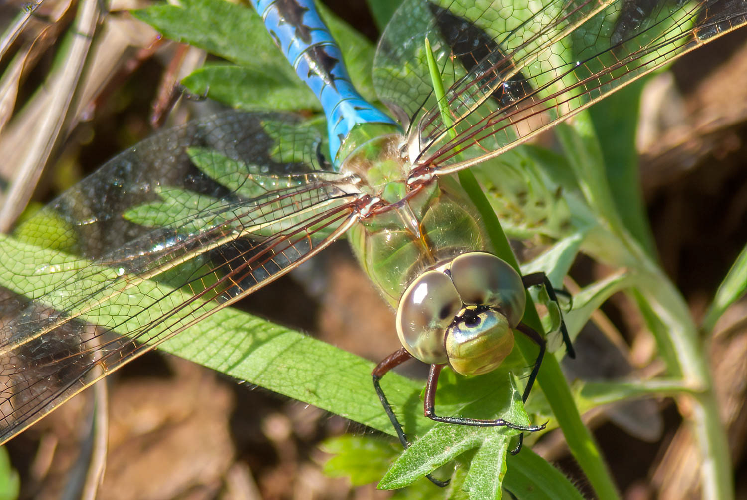 Common Green Darner (Anax junius) Male