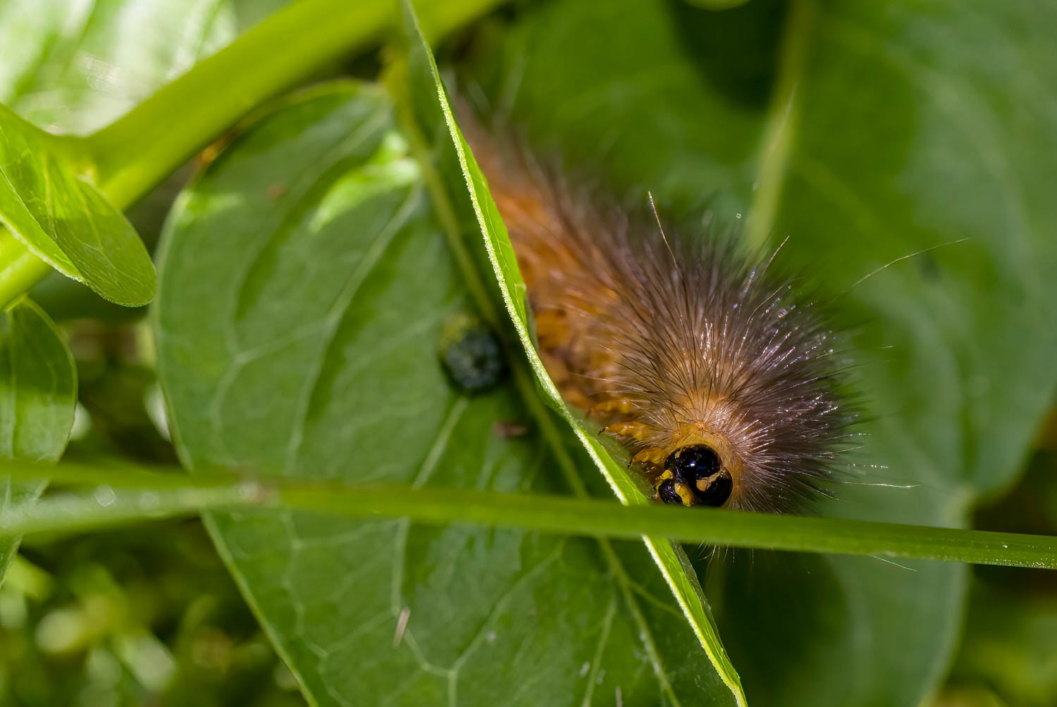 Salt Marsh Moth Caterpillar (Estigmene acrea)