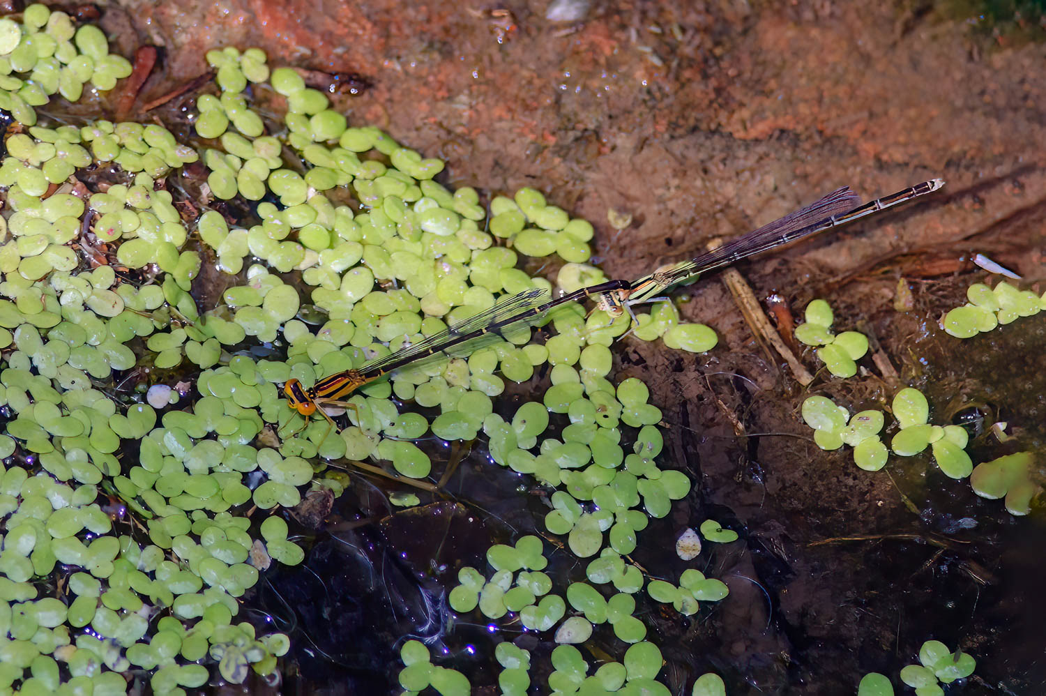 Orange Bluet (Enallagma signatum) Breeding Pair