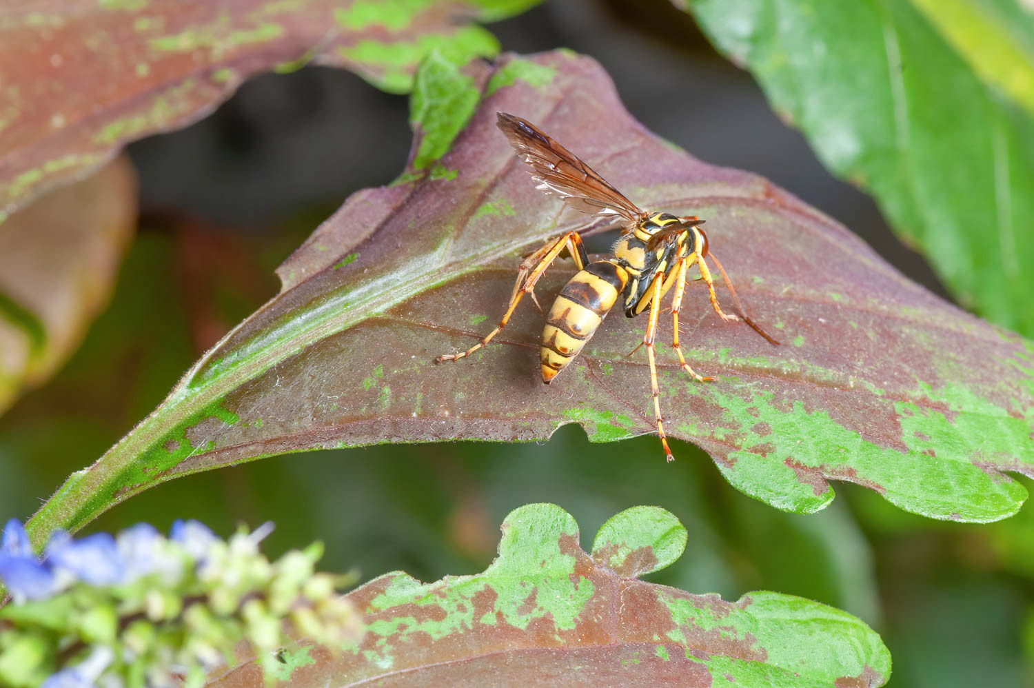 Spider Wasp (Poecilopompilus Interruptus)