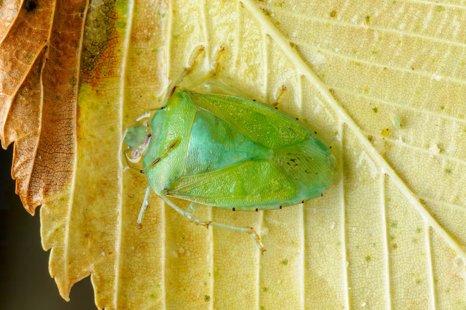 Green Stink Bug (Chinavia halaris)