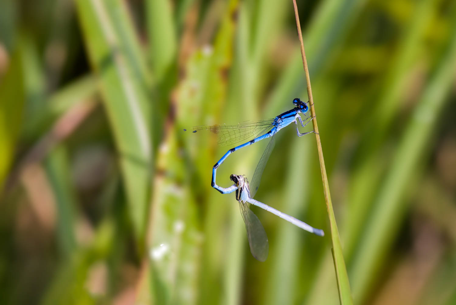 Familiar Bluet (Enallagma civile) Breeding Pair