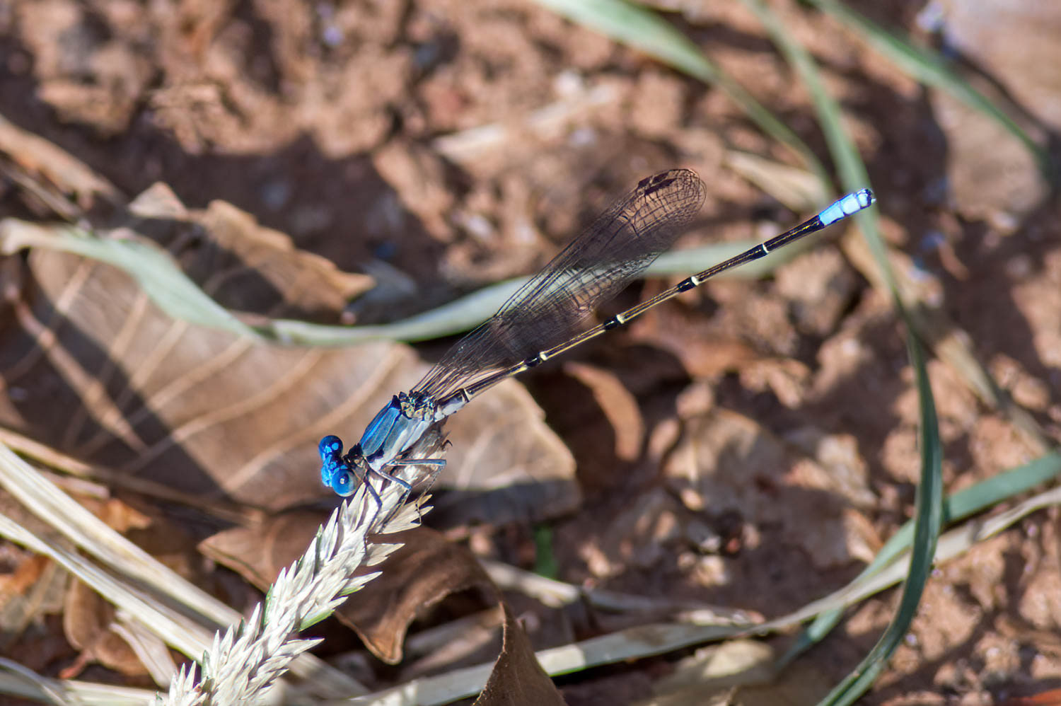 Blue-tipped Dancer (Argia tibialis) Male