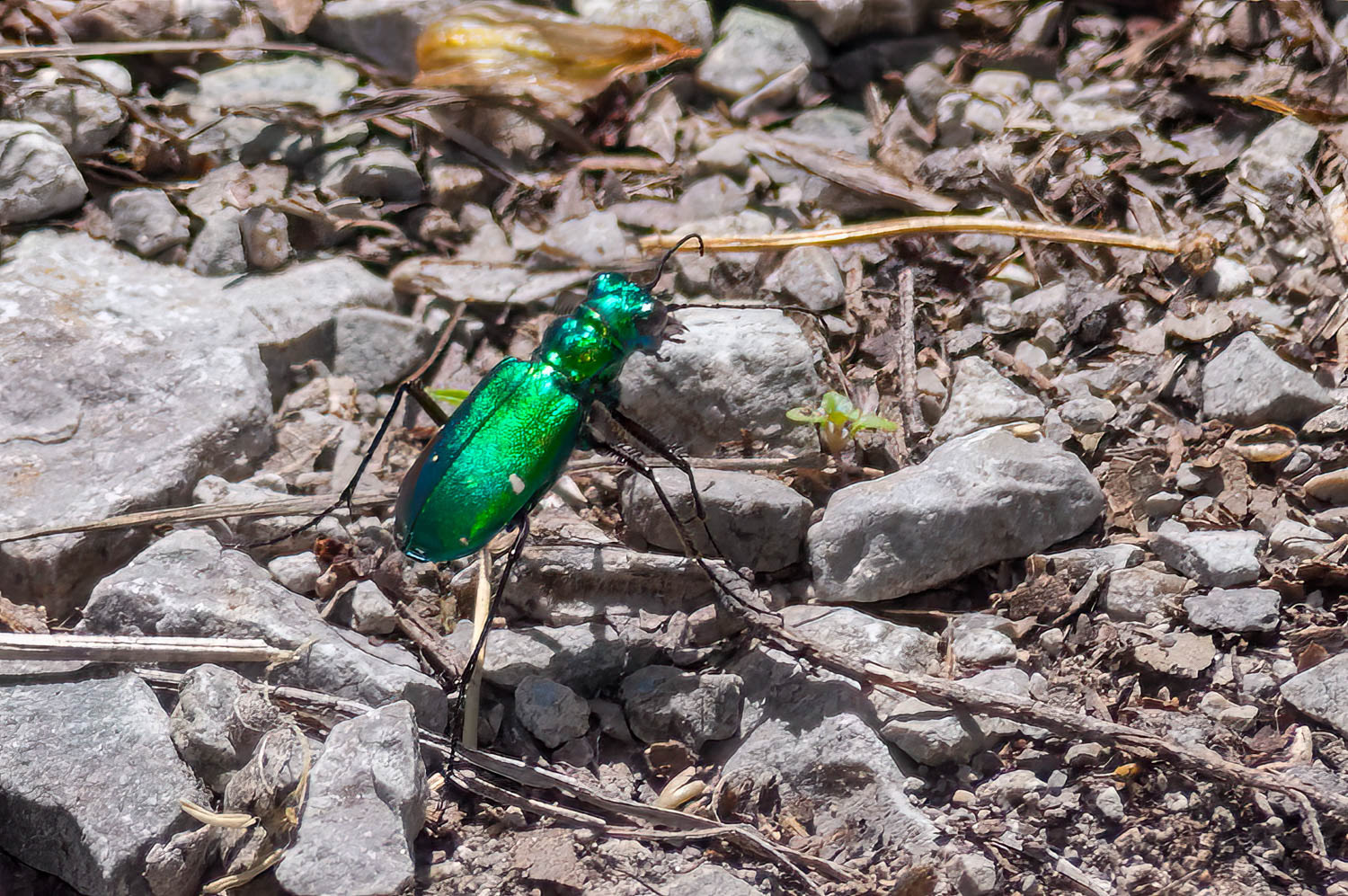 Six-spotted Tiger Beetle