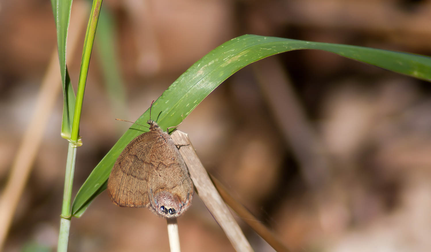 Gemmed Satyr (Cyllopsis gemma)