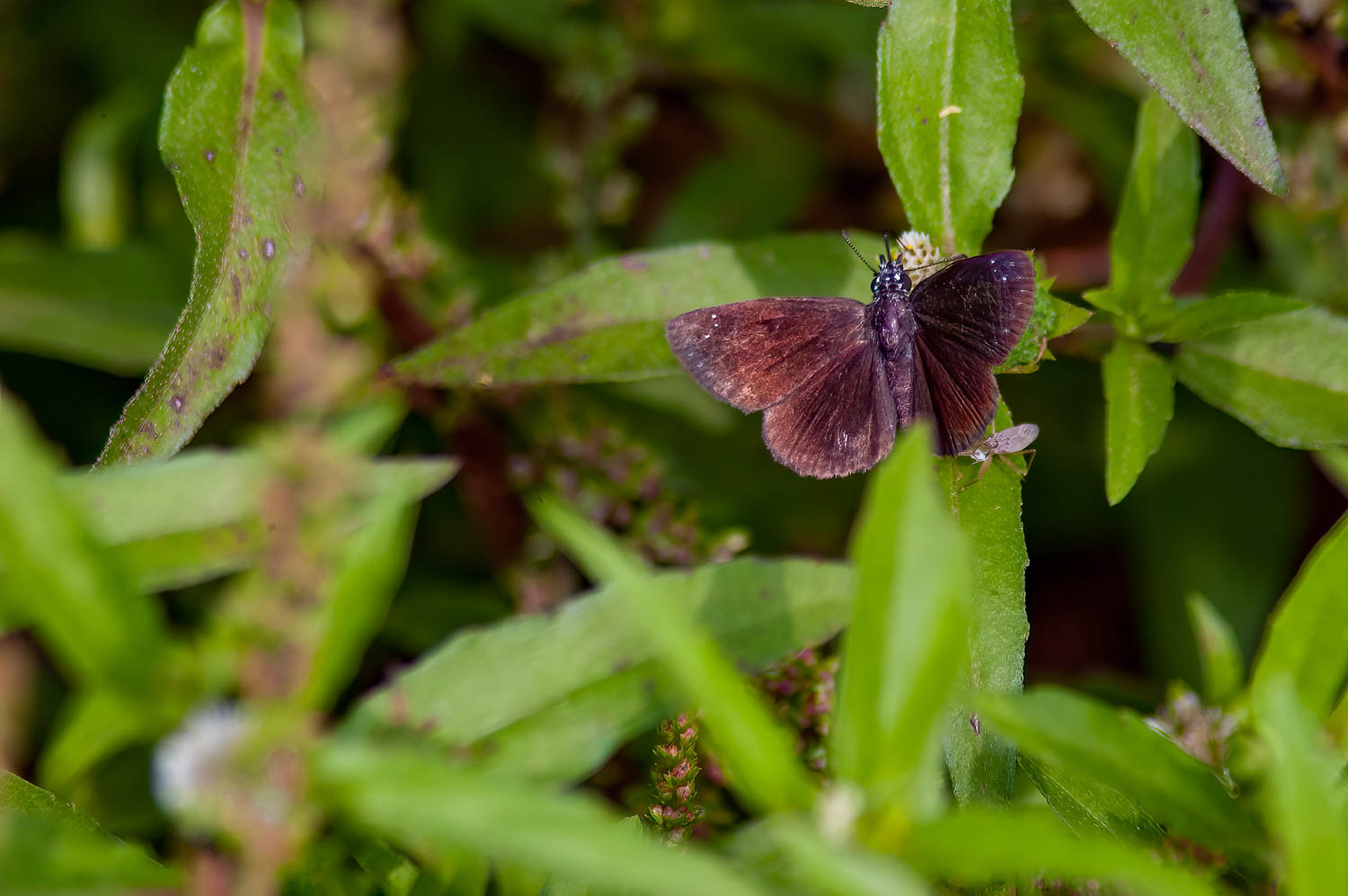 Common Sootywing (Pholisora catullus)