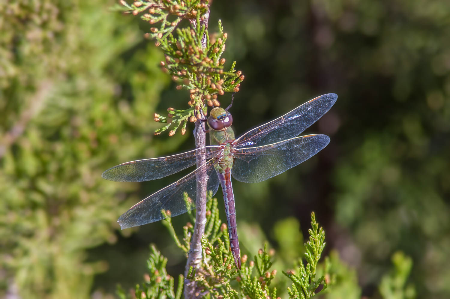 Common Green Darner (Anax junius) Male