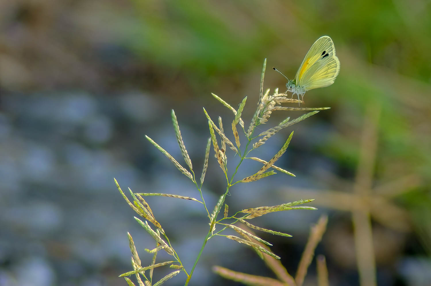 Dainty Sulphur Nathalis iole