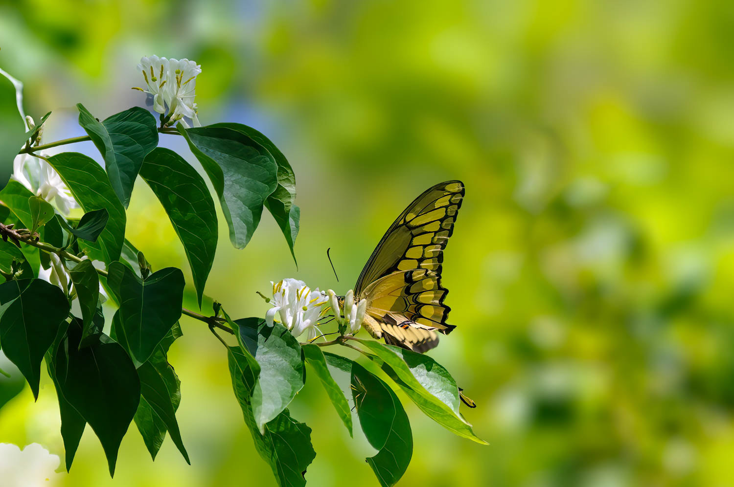 Giant Swallowtail (Heraclides cresphontes)