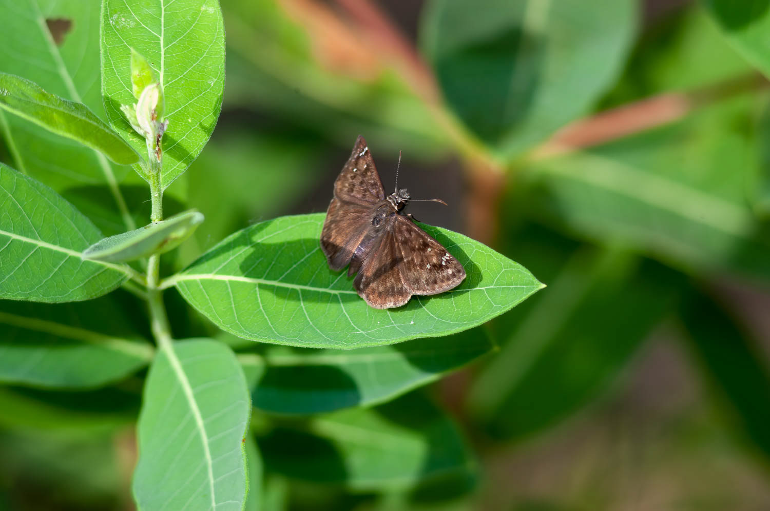 Horace's Duskywing (Erynnis horatius)