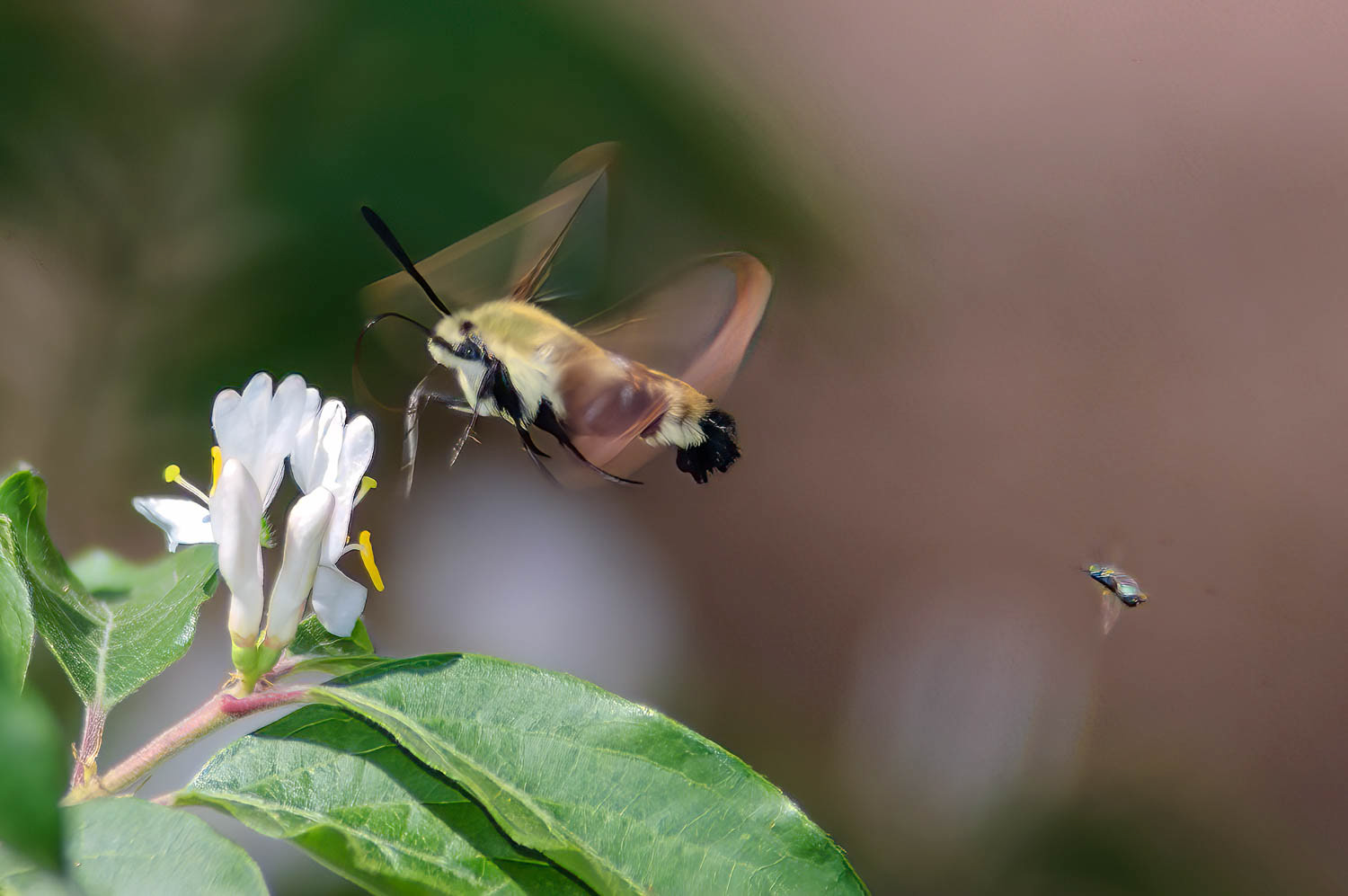 Snowberry Clearwing Moth (Hemaris diffinis)