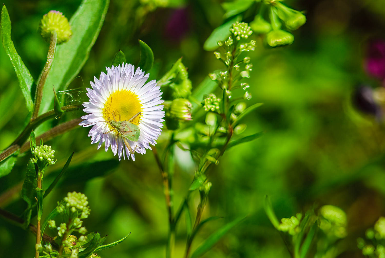 Plant Bug