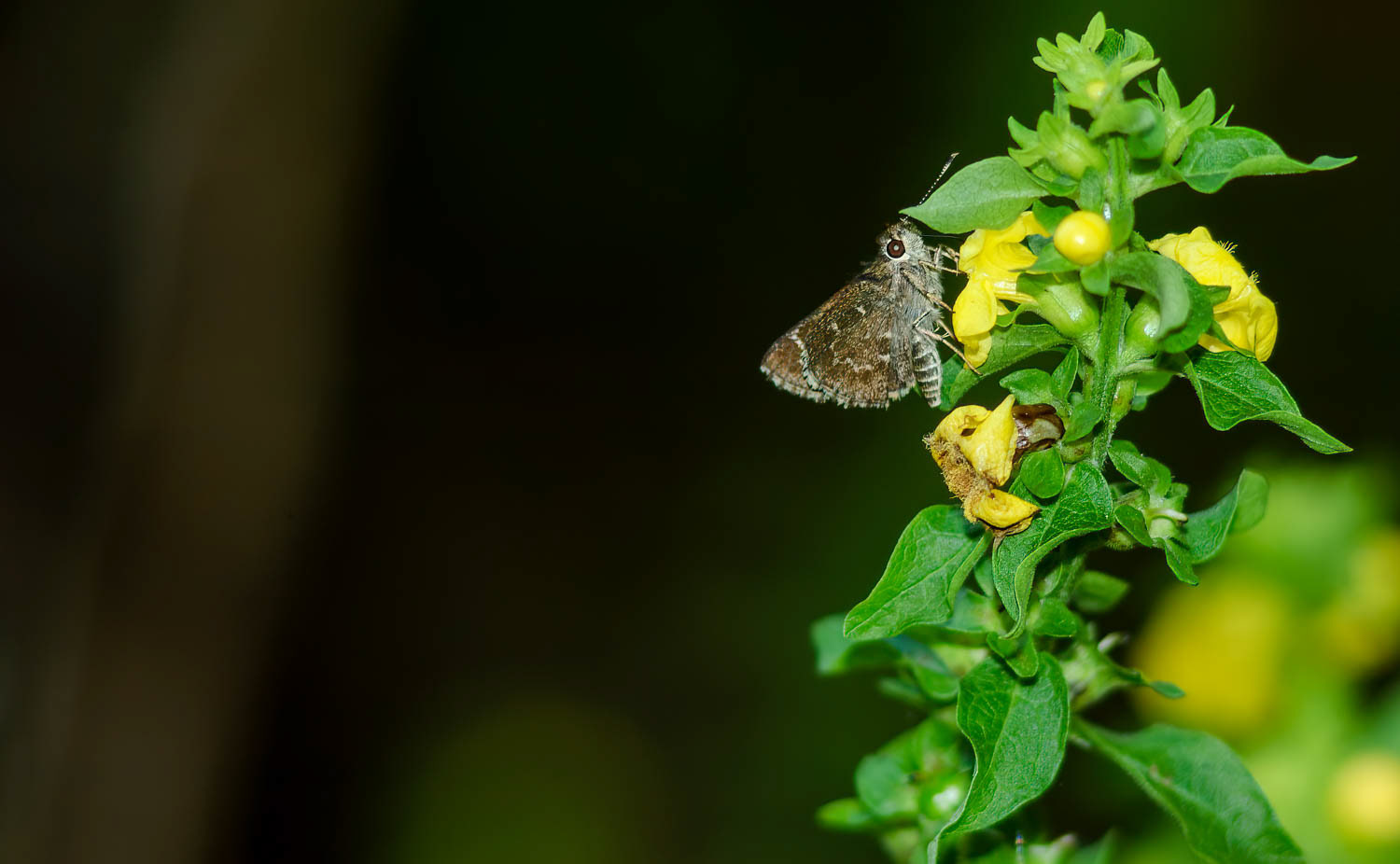Bell's Roadside Skipper Amblyscirtes belli