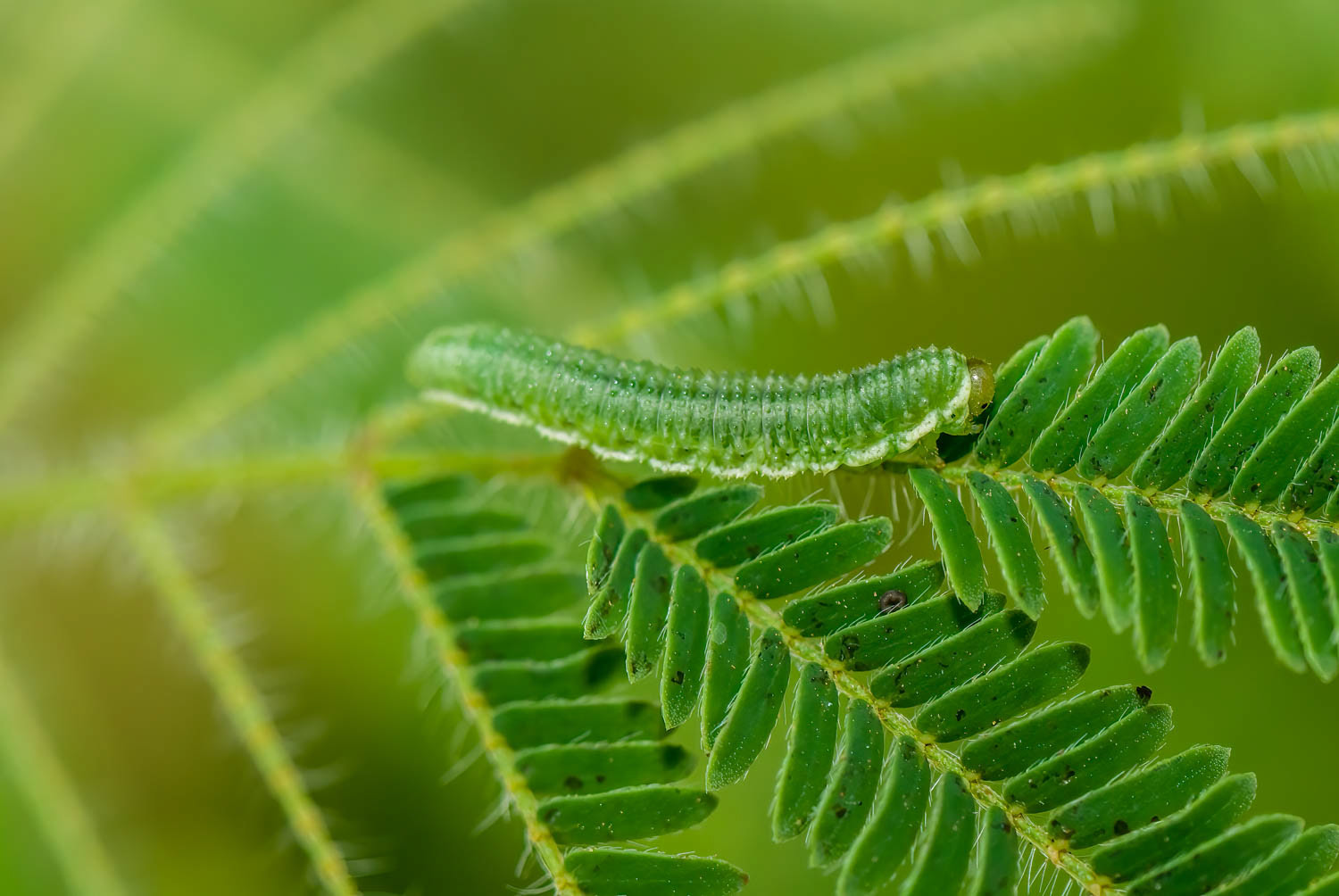 Aphid Fly (Dioprosopa clavata) -Larvae