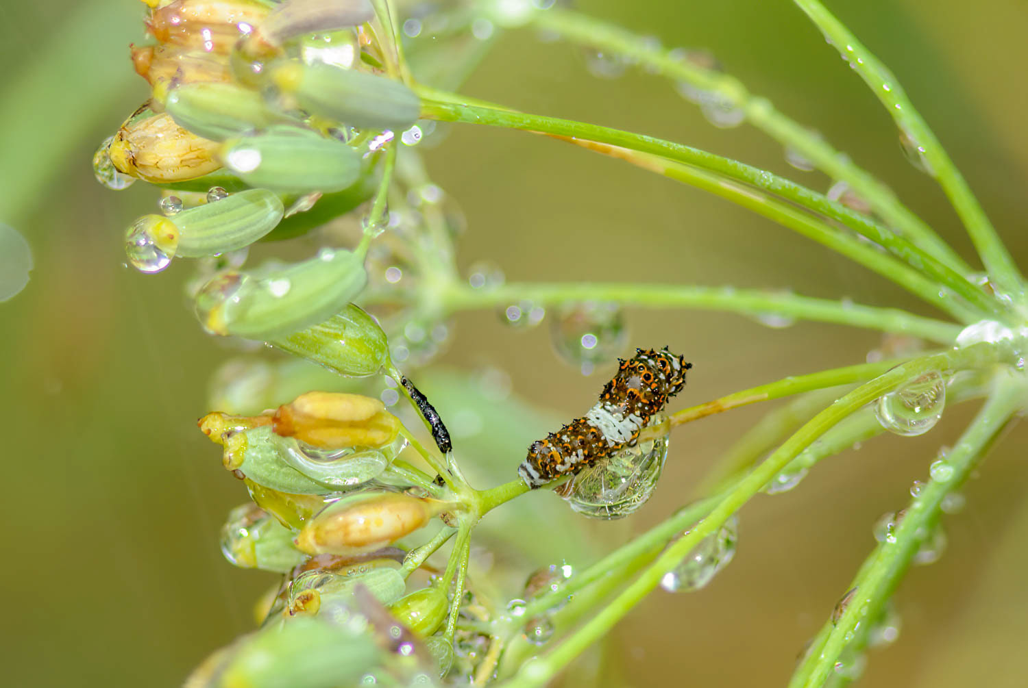 Black Swallowtail Caterpillar (Papilio polyxenes) 1st Instar