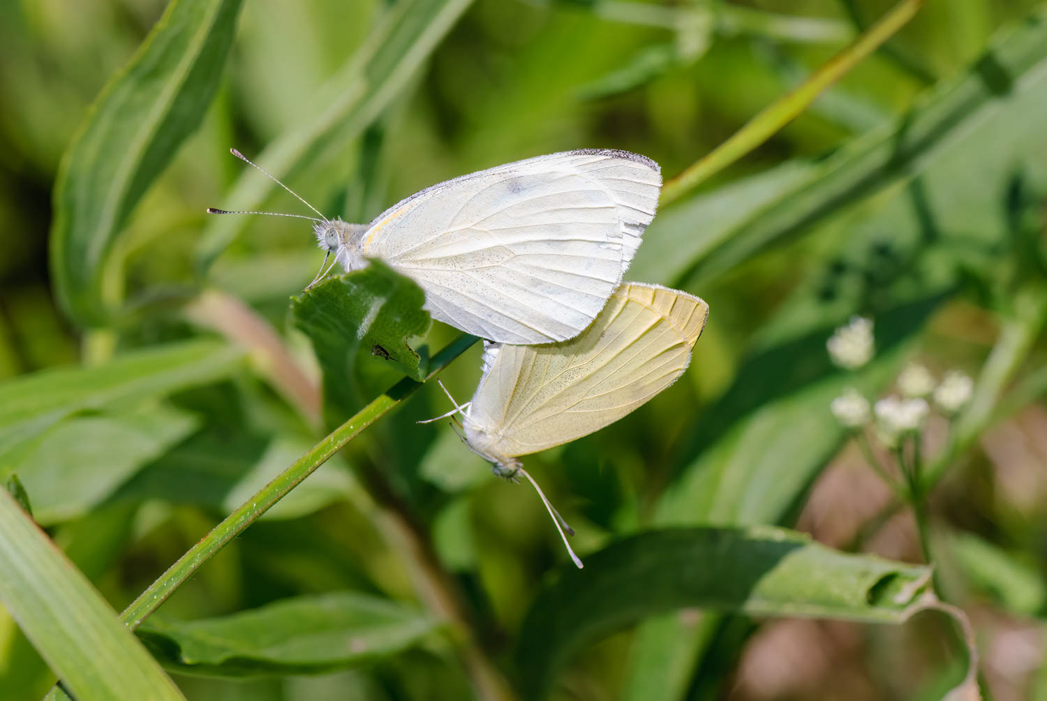 Cabbage White (Pieris rapae) Breeding Pair