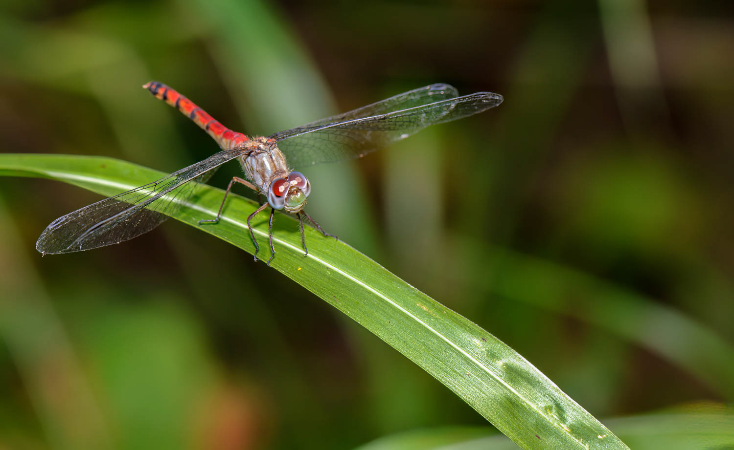 Blue-faced Meadowhawk (Sympetrum ambiguum) Male