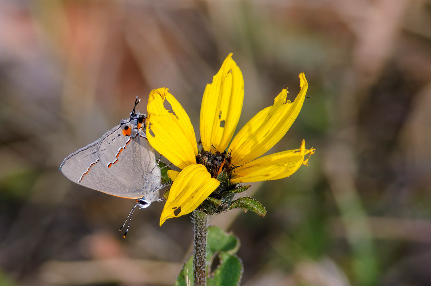 Gray Hairstreak (Strymon melinus)
