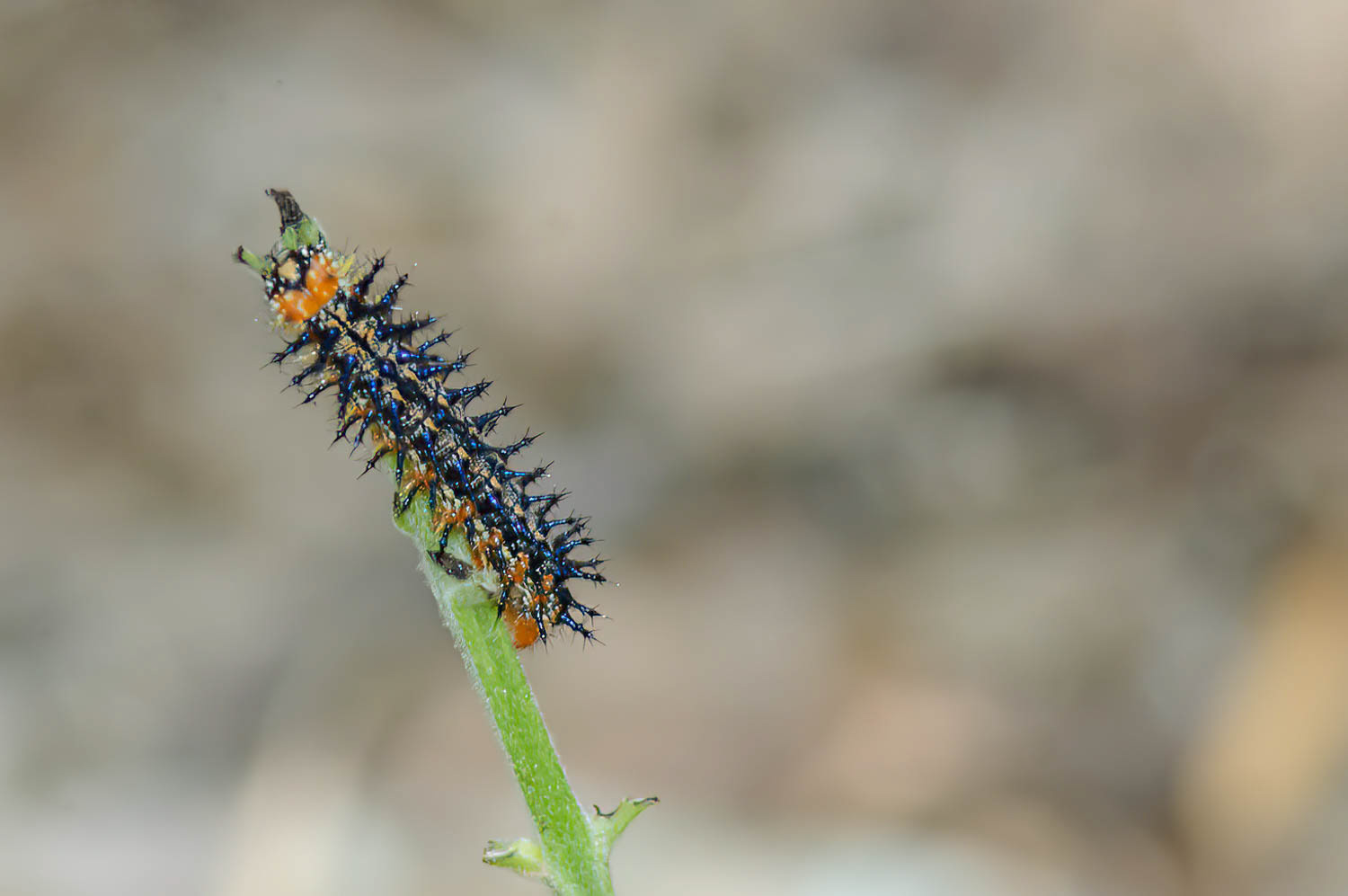 Common Buckeye Caterpillar (Junonia coen)