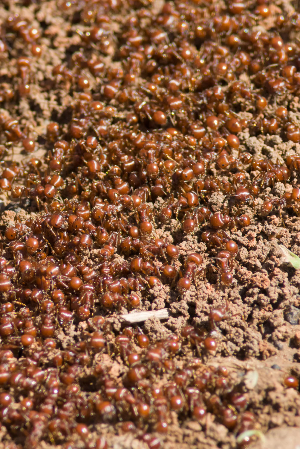 Red Harvester Ants (Pogonomyrmex barbatus)
