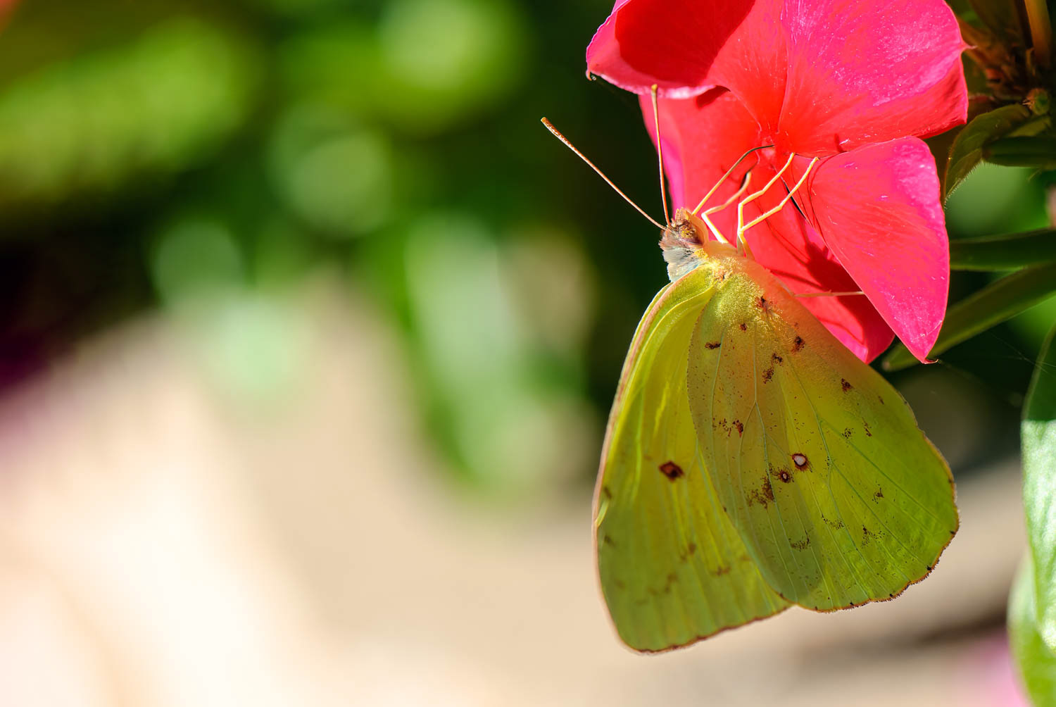Cloudless Sulphur (Phoebis sennae)