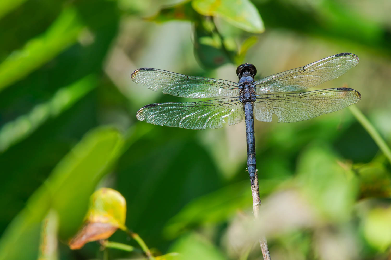 Slaty Skimmer (Libellula incesta) Male