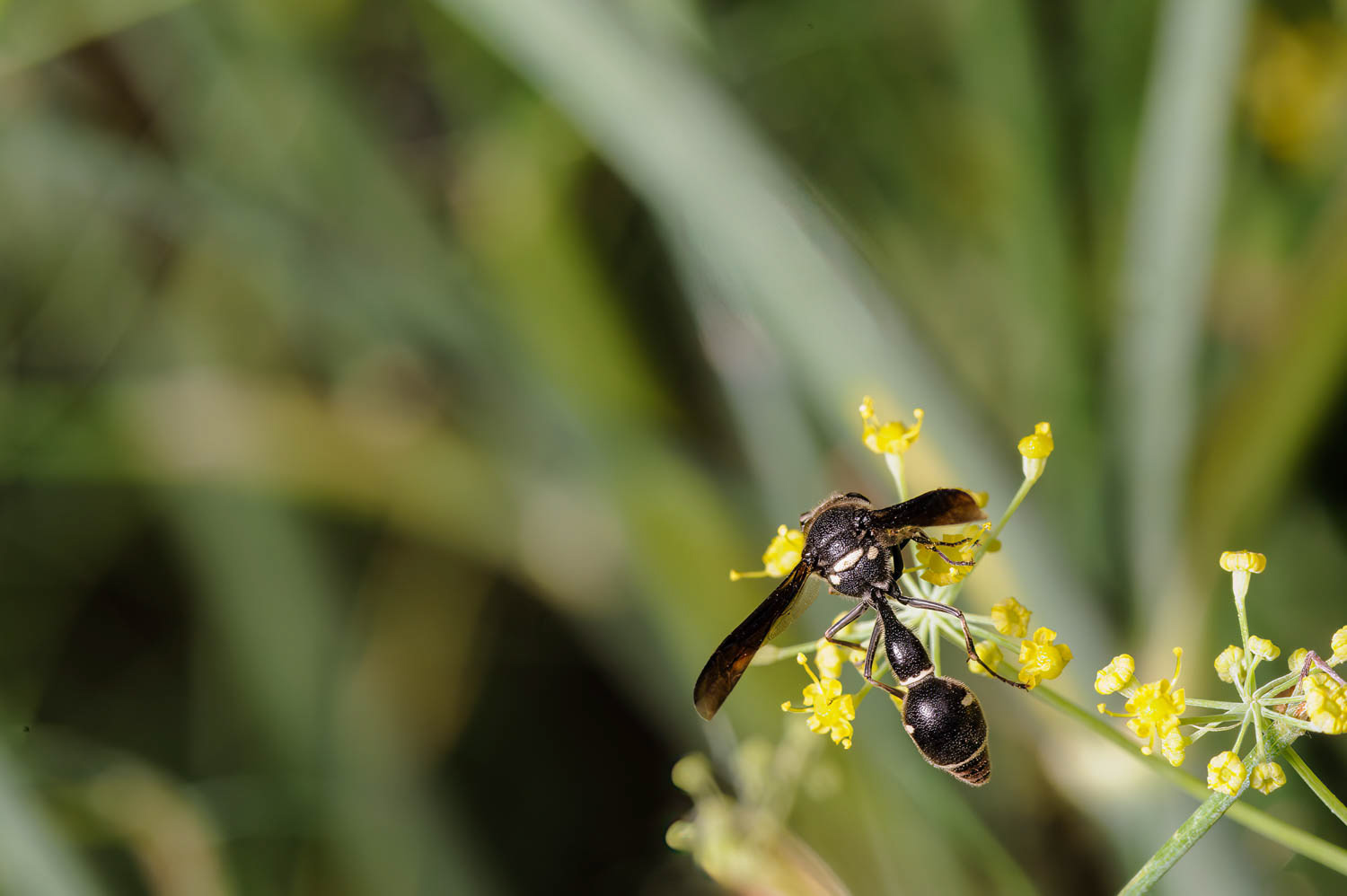 Potter Wasp (Eumenes fraternus )