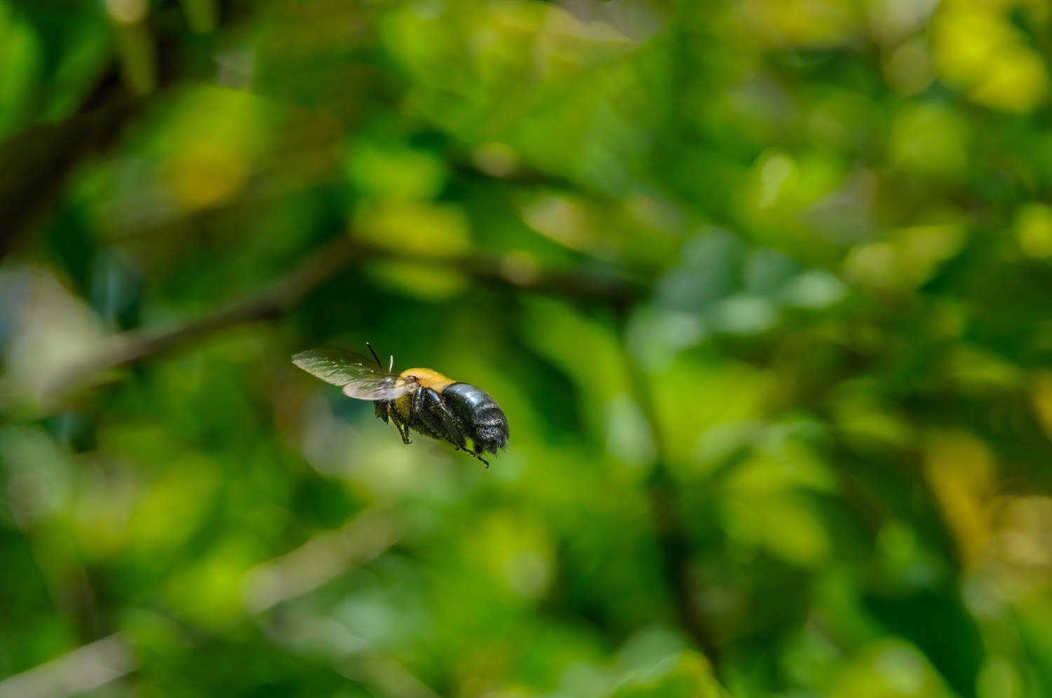 Eastern Carpenter Bee (Xylocopa virginica)