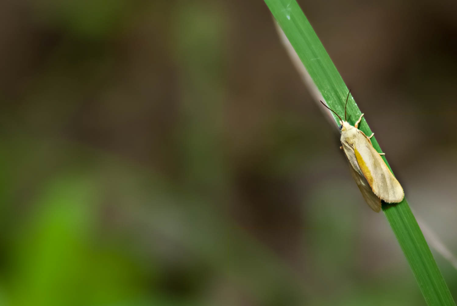 Tawny Holomelina (Virbiaopella)