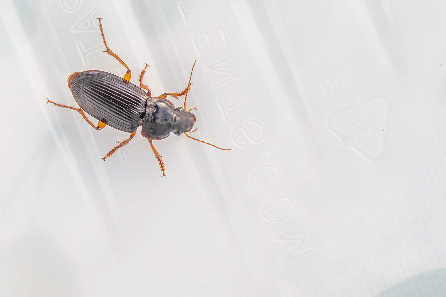 Ground Beetle (Harpalus pensylvanicus)