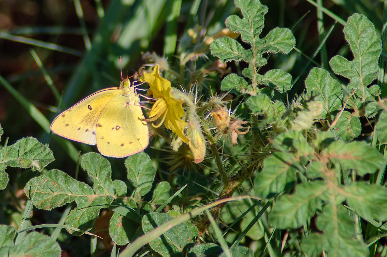 Orange Sulphur (Colias eurytheme)