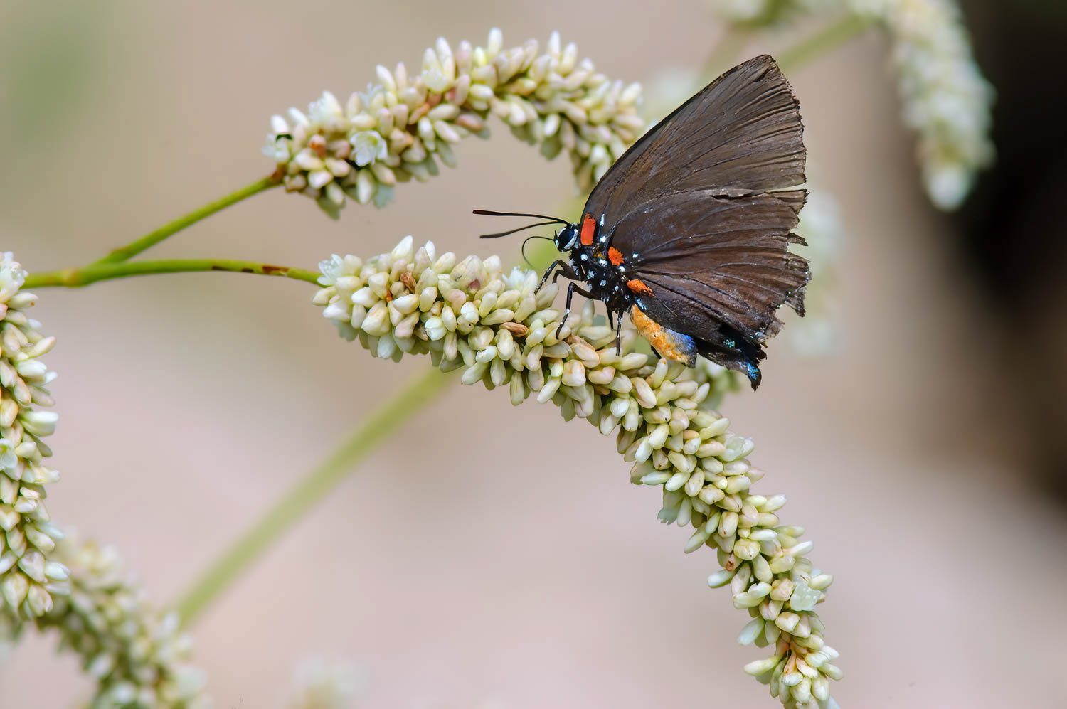 Great Purple Hairstreaks (Atlides halesus)