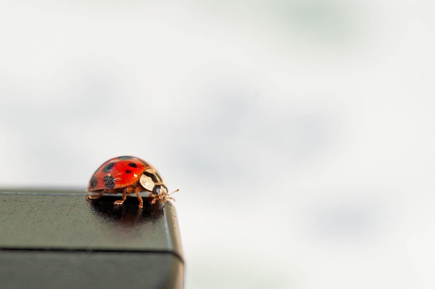 Asian Lady Beetle (Harmonia axyridis)