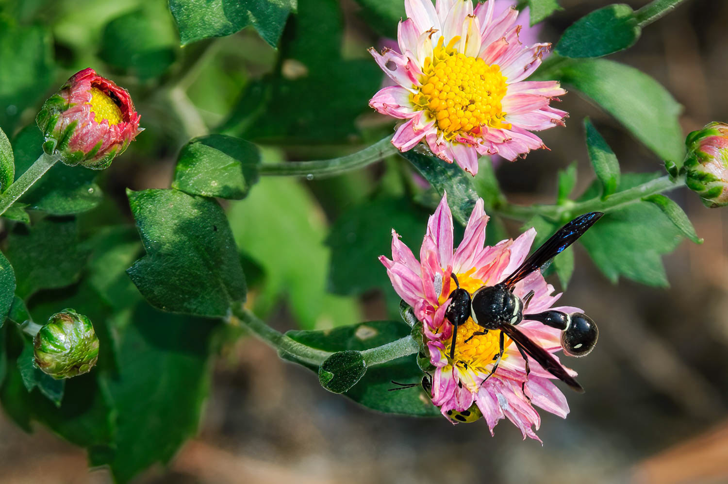 Potter Wasp (Eumenes fraternus )