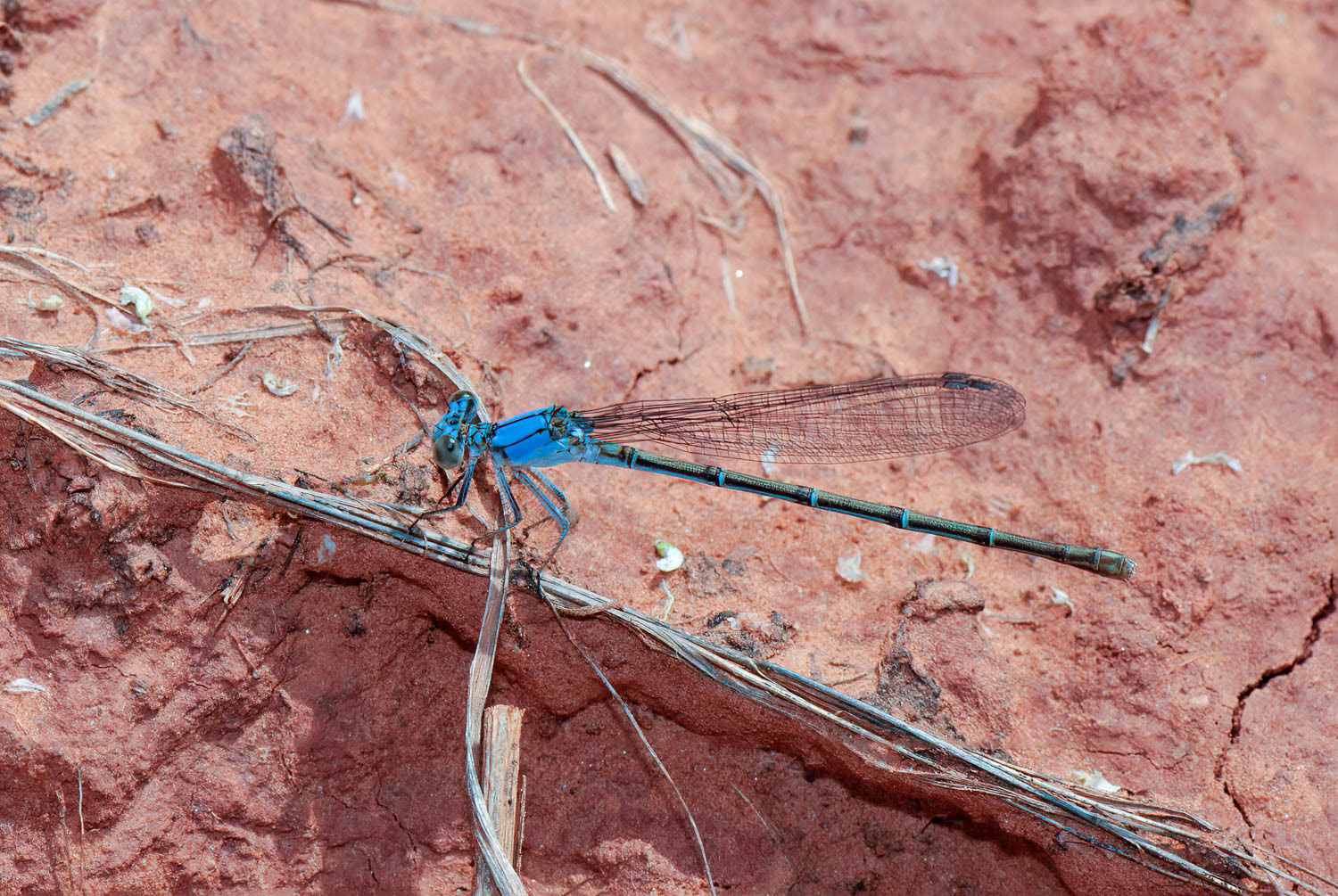 Blue-ringed Dancer (Argia sedula) Male