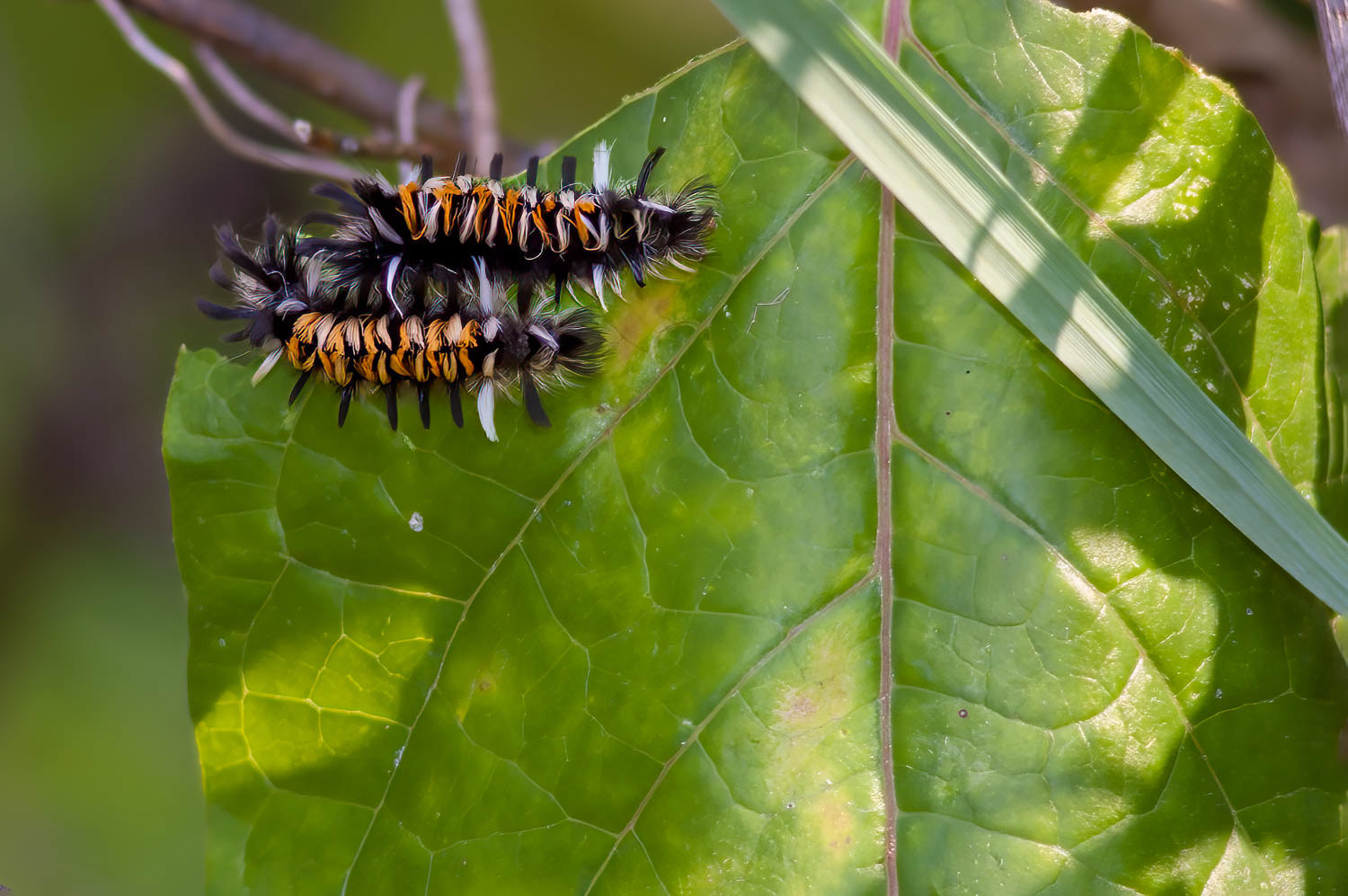 Milkweed Tussock Moth (Euchaetes egle)