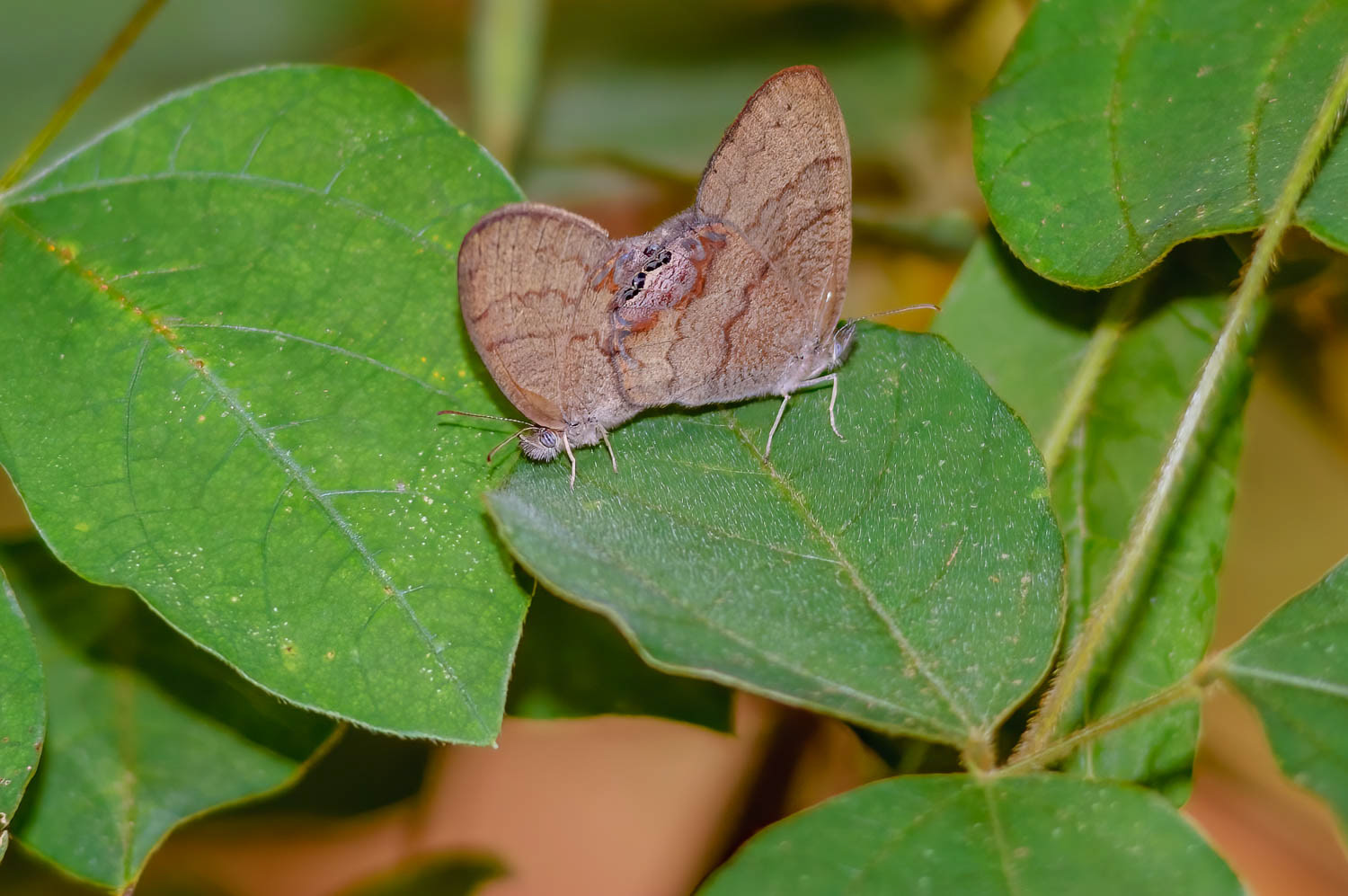 Gemmed Satyr (Cyllopsis gemma) Breeding Pair