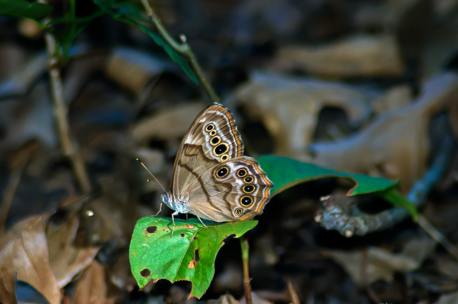 Northern Pearly Eye (Enodia anthedon)
