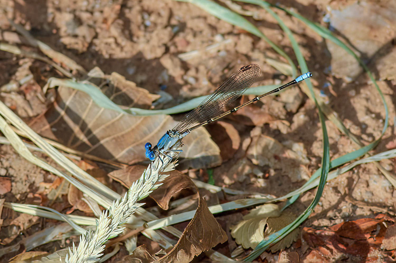 Blue-tipped Dancer (Argia tibialis) Male