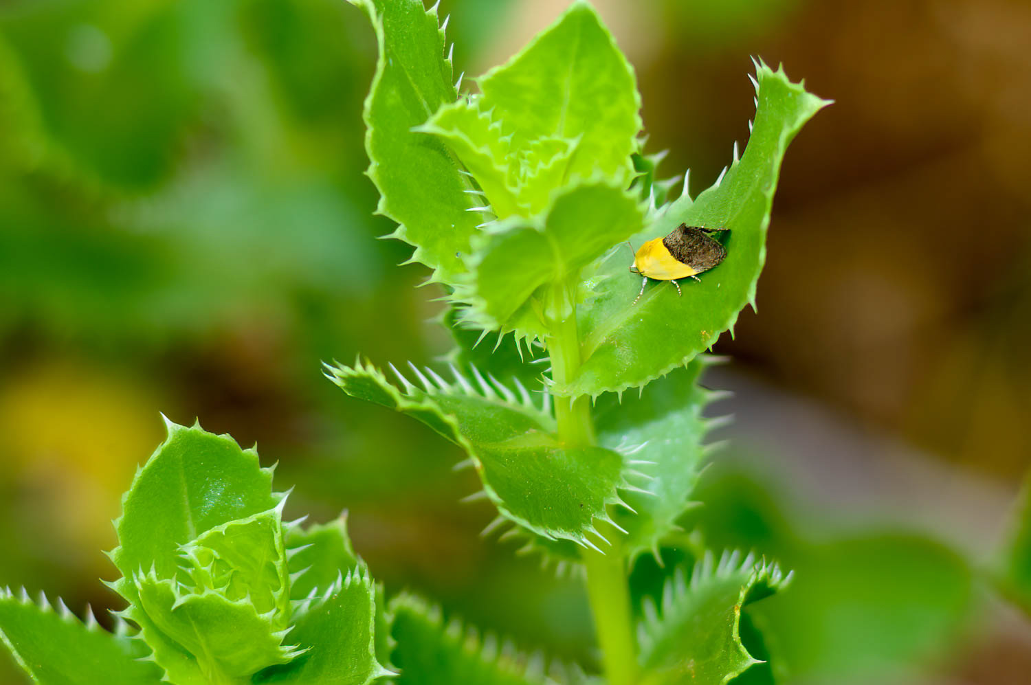 Half-yellow Moth (Ponometia semiflava)