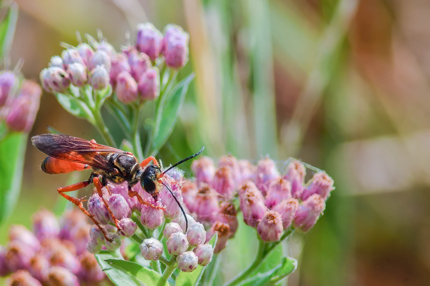Golden Digger Wasp ( (Sphex ichneumoneus)