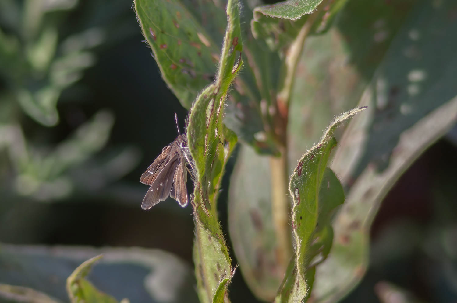 Eufala Skipper (Lerodea eufala)