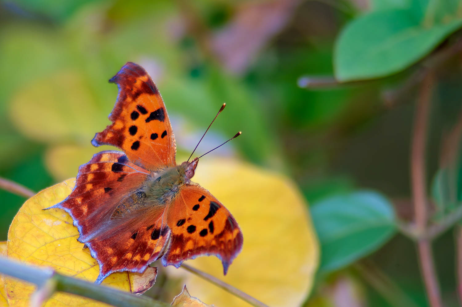 Question Mark Butterfly (Polygonia interrogationis)