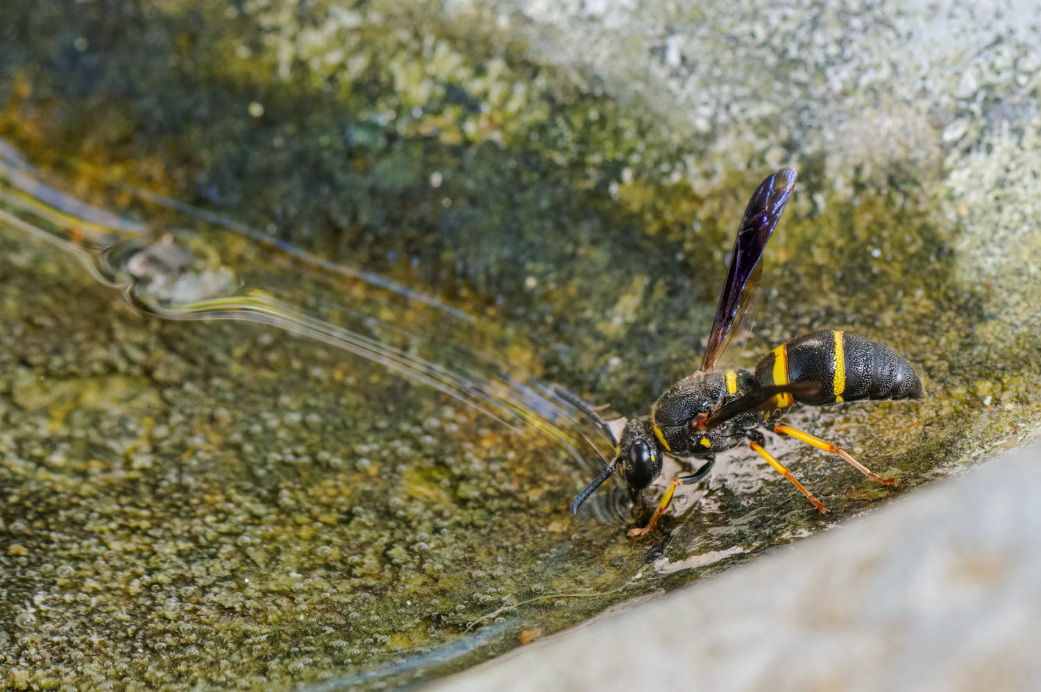 Northern Paper Wasp (Polistes fuscatus)
