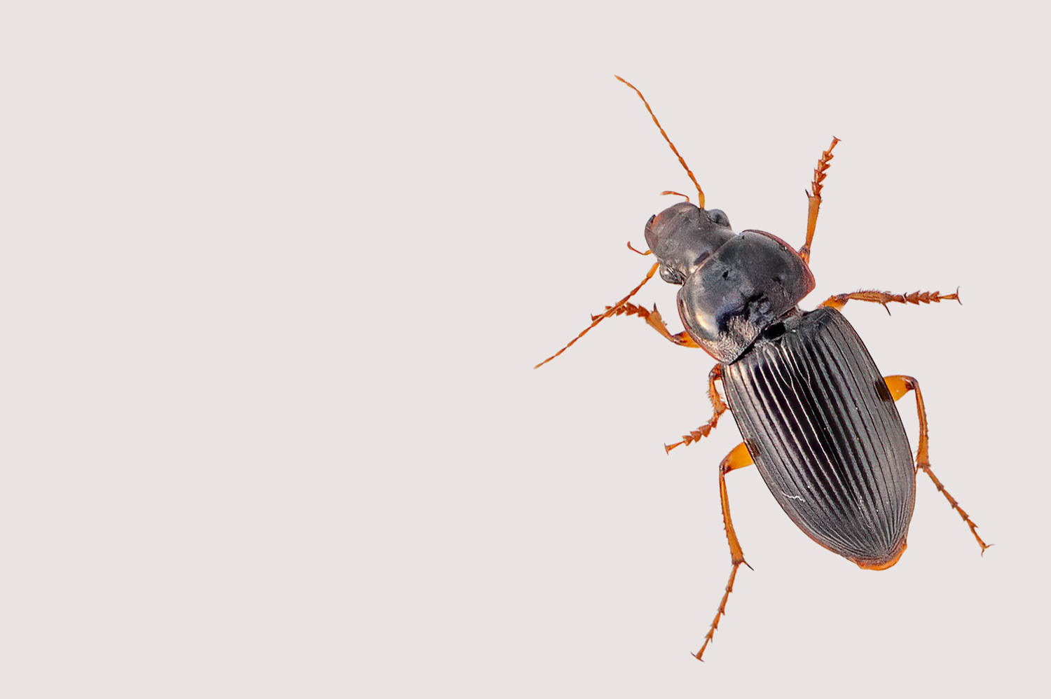 Ground Beetle (Harpalus pensylvanicus)