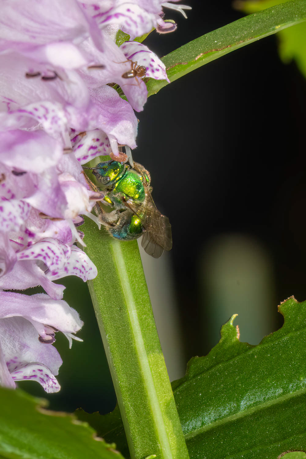 Green Metallic Sweat Bee (Augochoropsis metallica)
