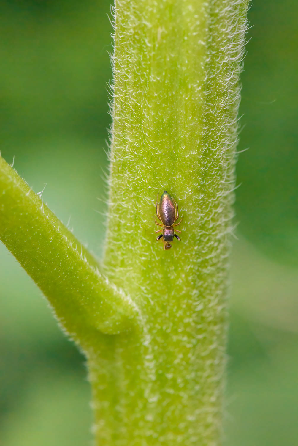 Jumpong Spider (Salticidae)