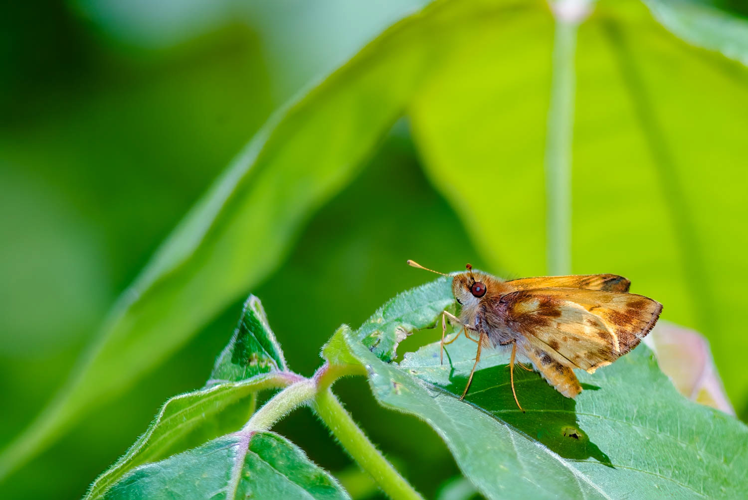 Zabulon Skipper (Lon zabulon)